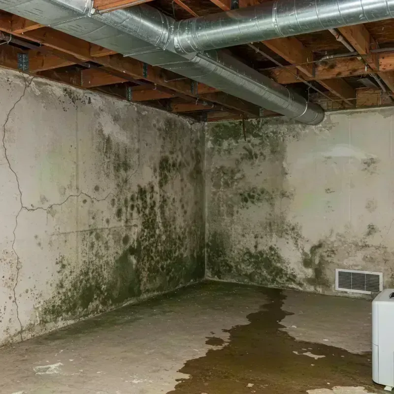 Professional Mold Removal in Long Creek, IL